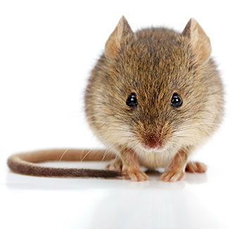 mouse removal and proofing services