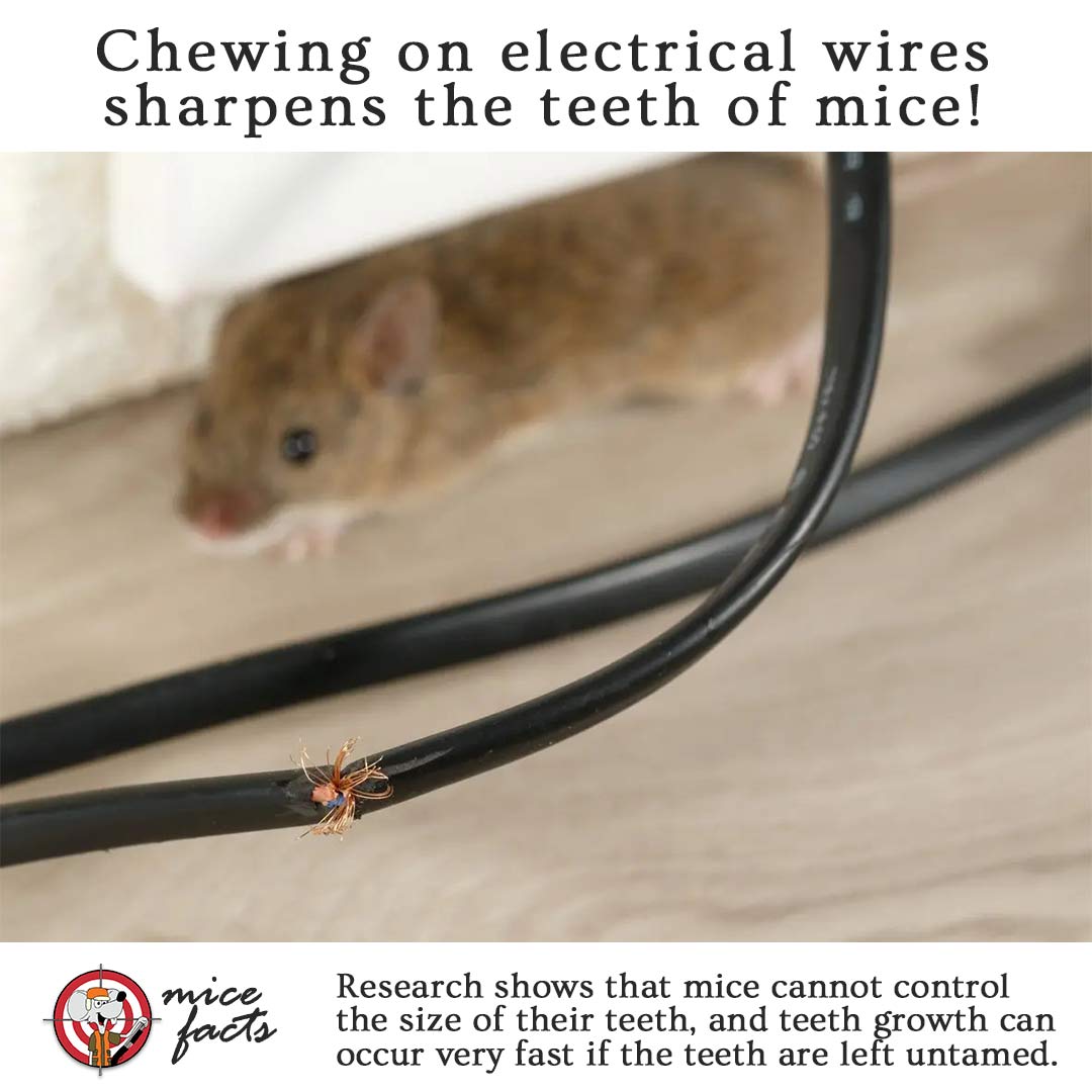 wHY DO MICE CHEW ON WIRES?
