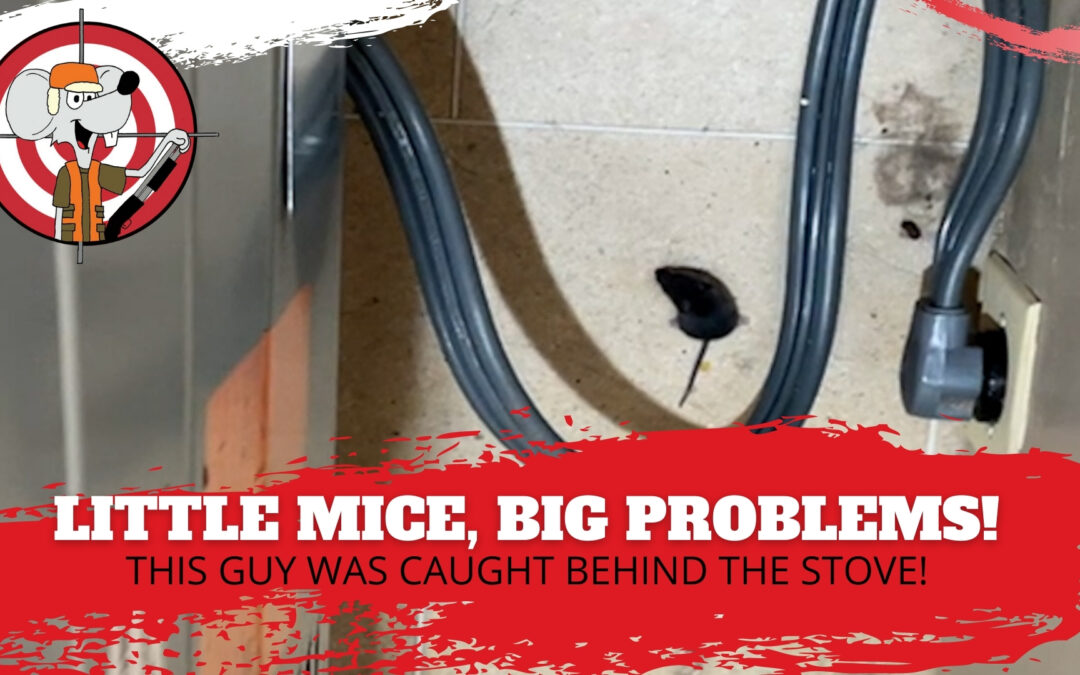Mice Hunters Shows Up, This Mouse Gets Scared! (Video)
