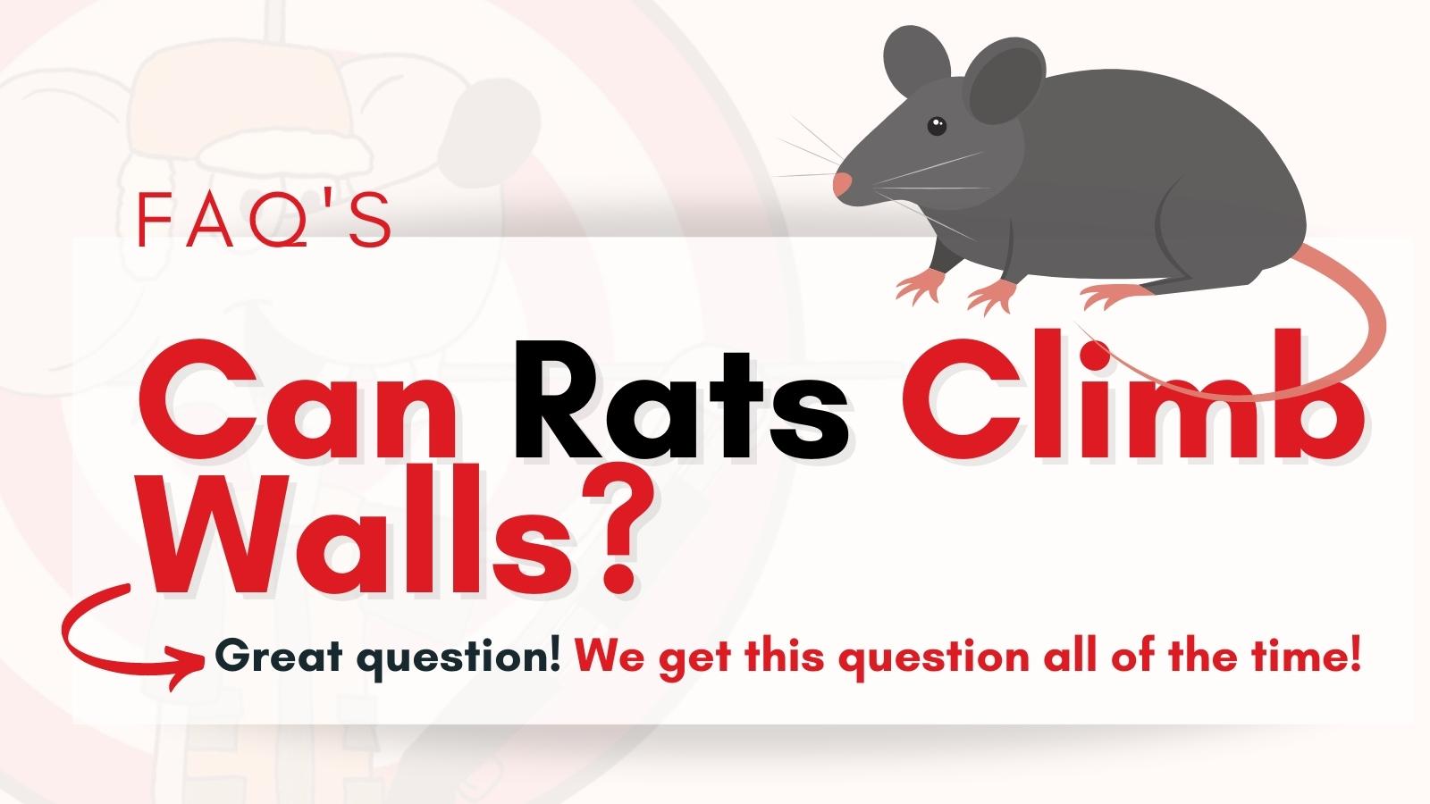 FAQ - Can Rats Climb Walls