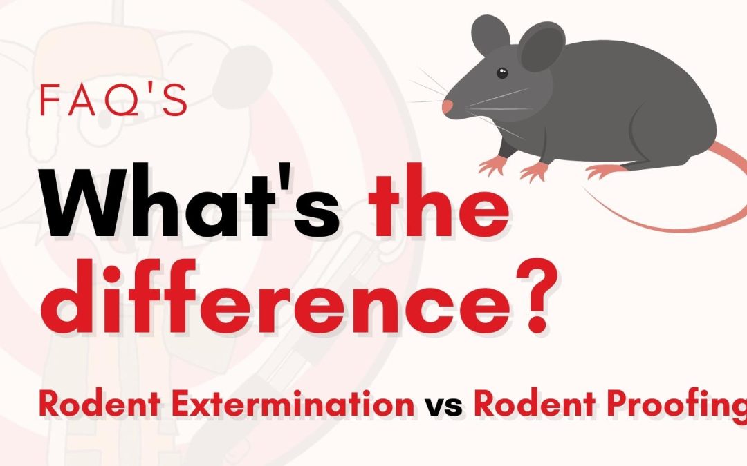 What is the difference? Rodent Extermination vs Rodent Proofing