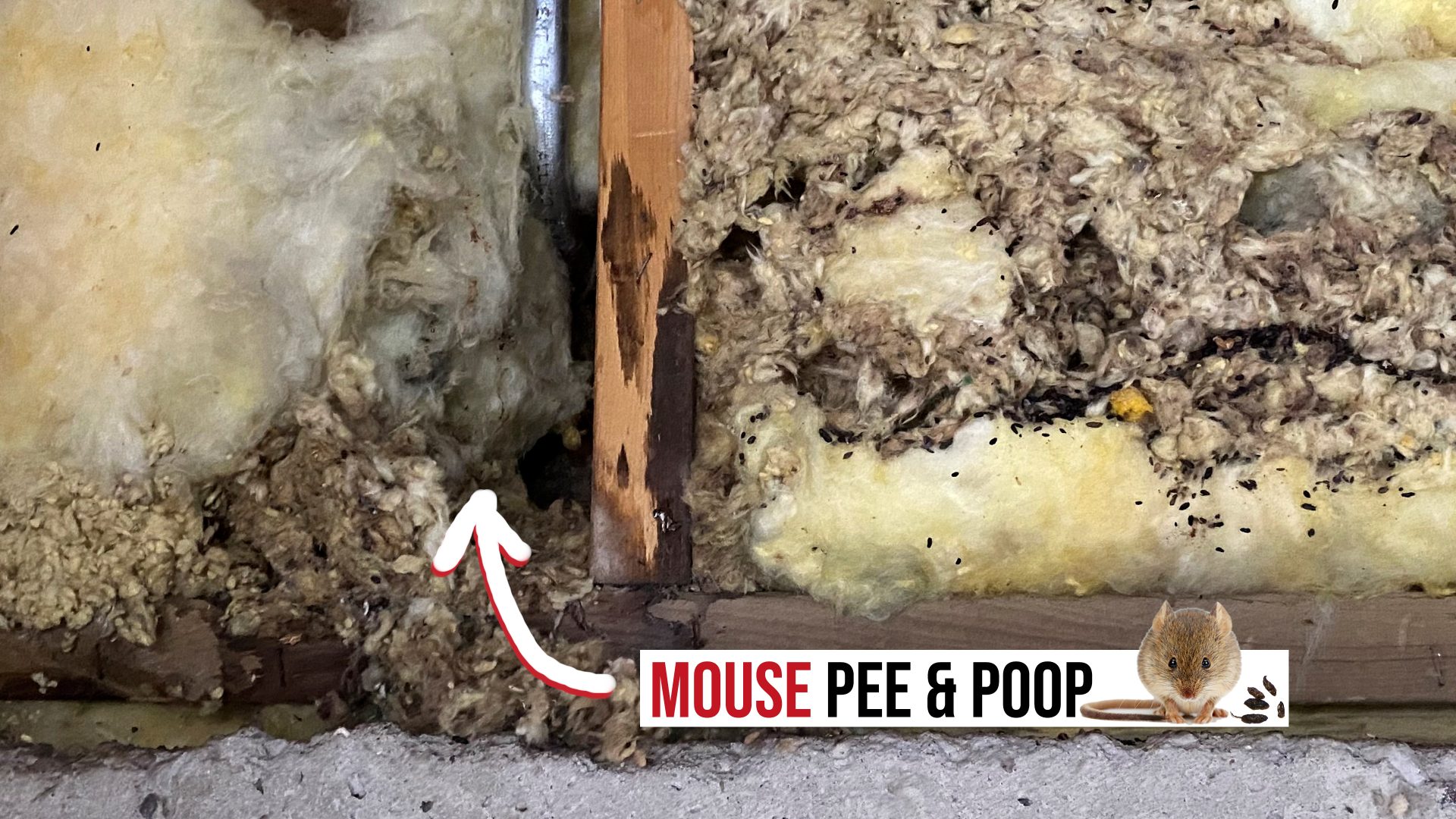 mouse feces and urine