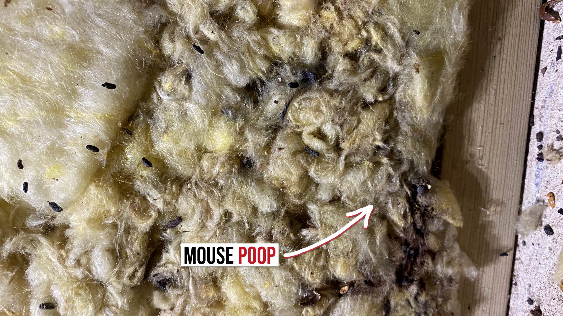 mouse poop feces