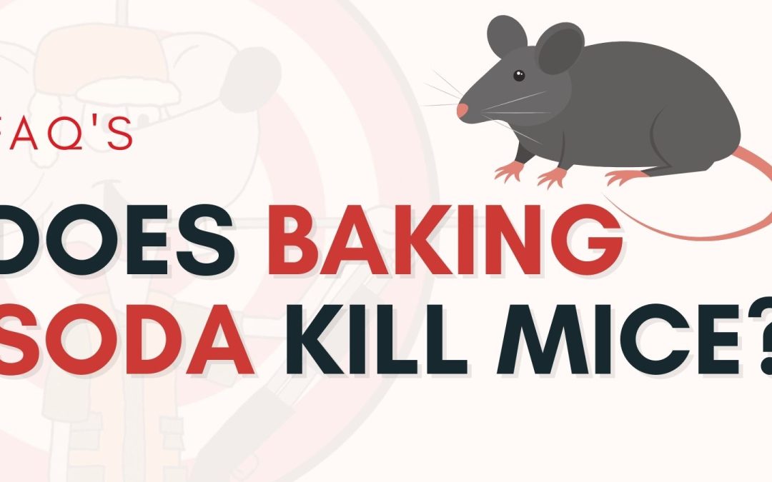 Does Baking Soda Kill Mice?