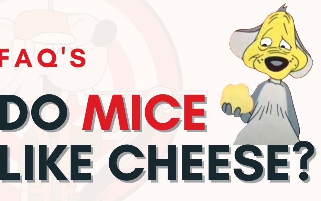 Do mice like cheese?