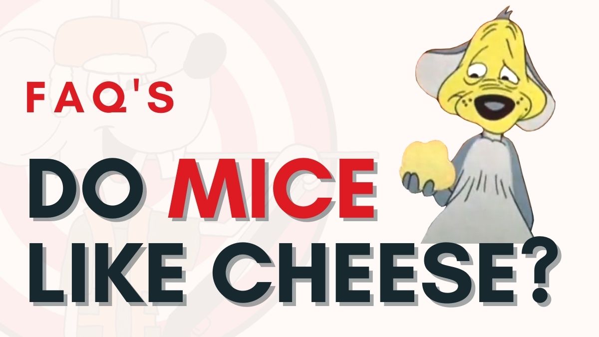 Do mice like cheese?
