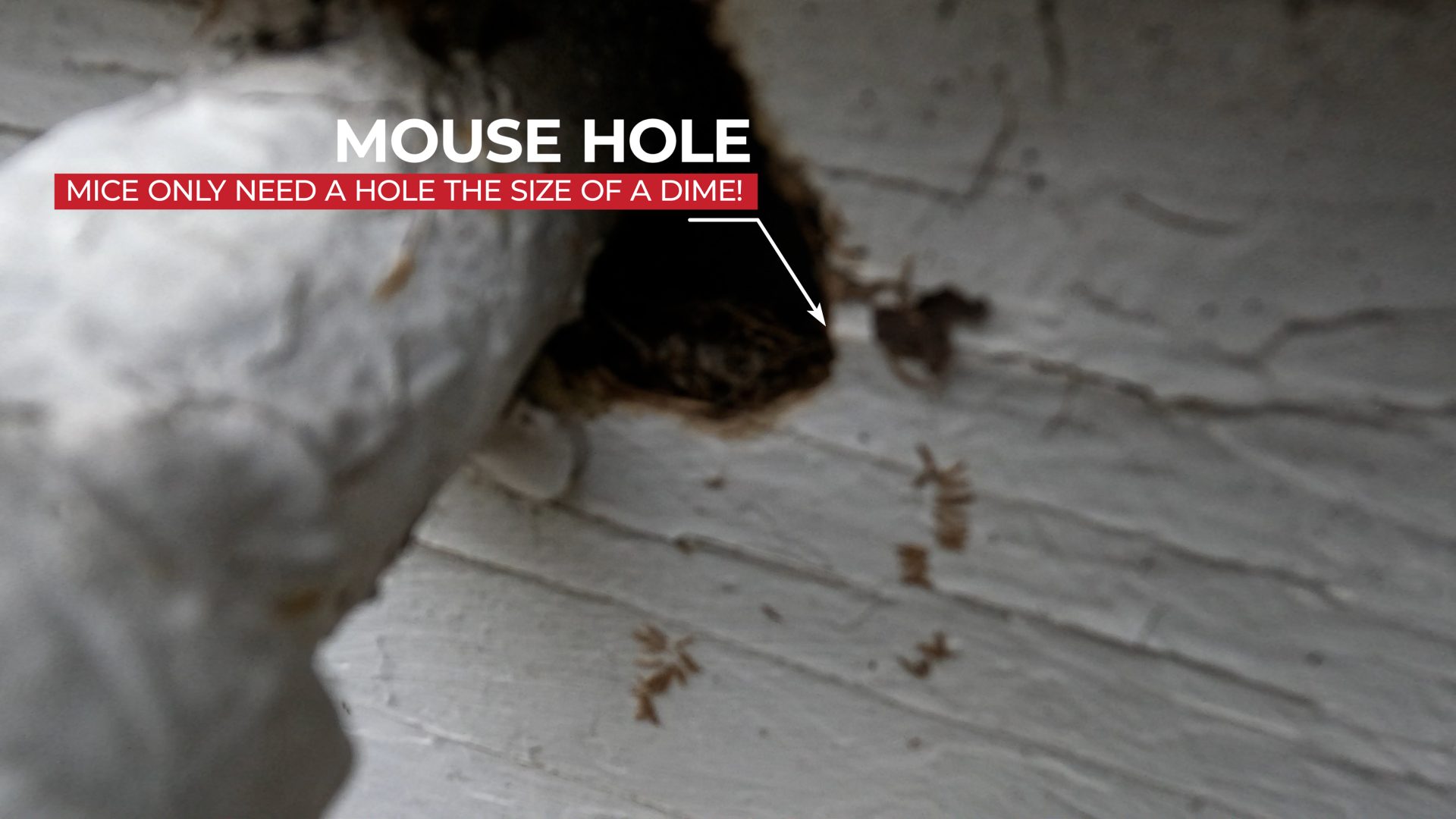 Mice only need holes the size of a dime to enter your home!