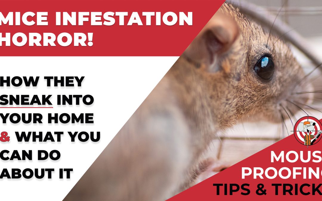 mouse infestation horror - how they sneak into your home and what you can do about it