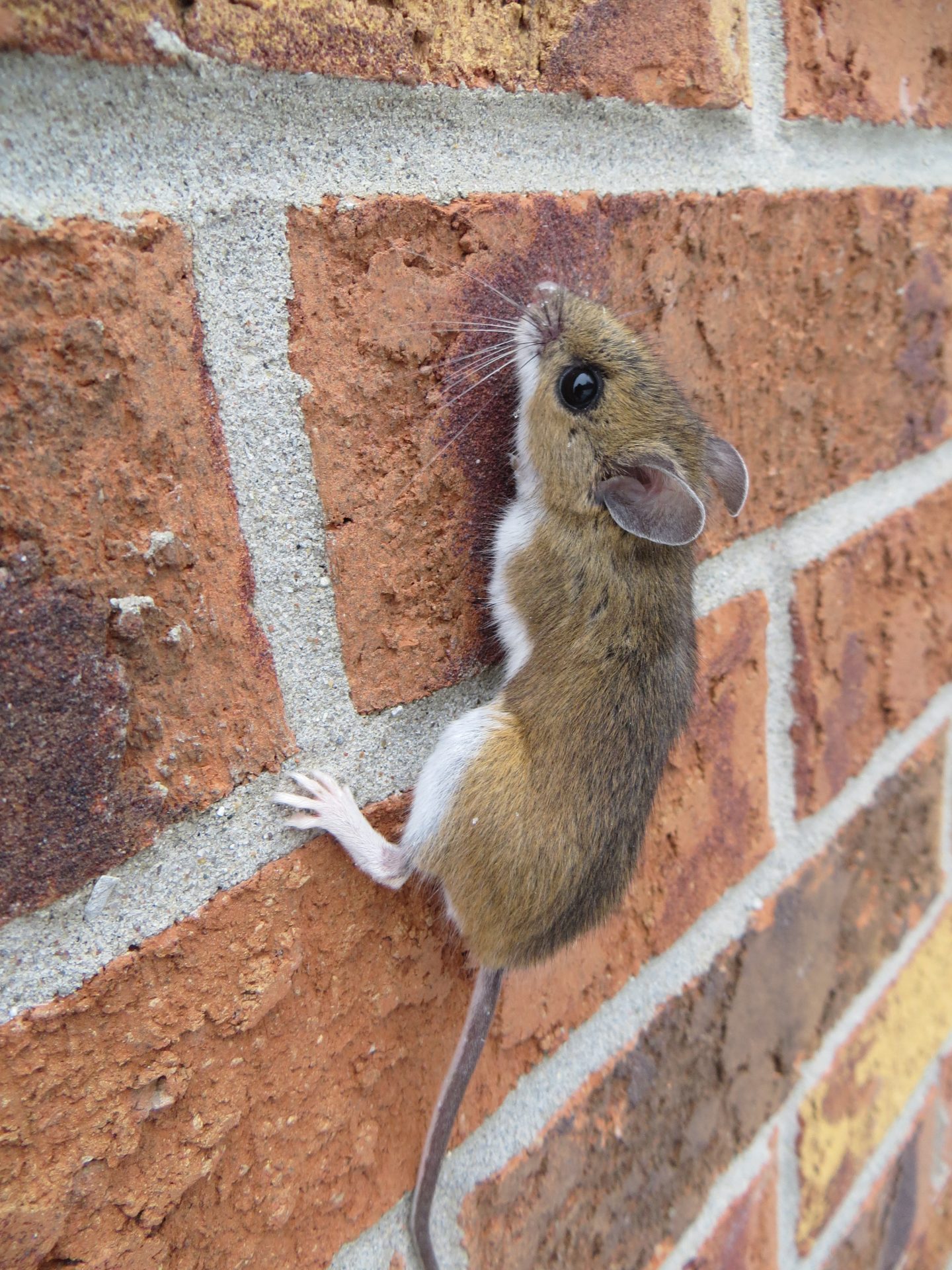 Can mice climb brick walls?