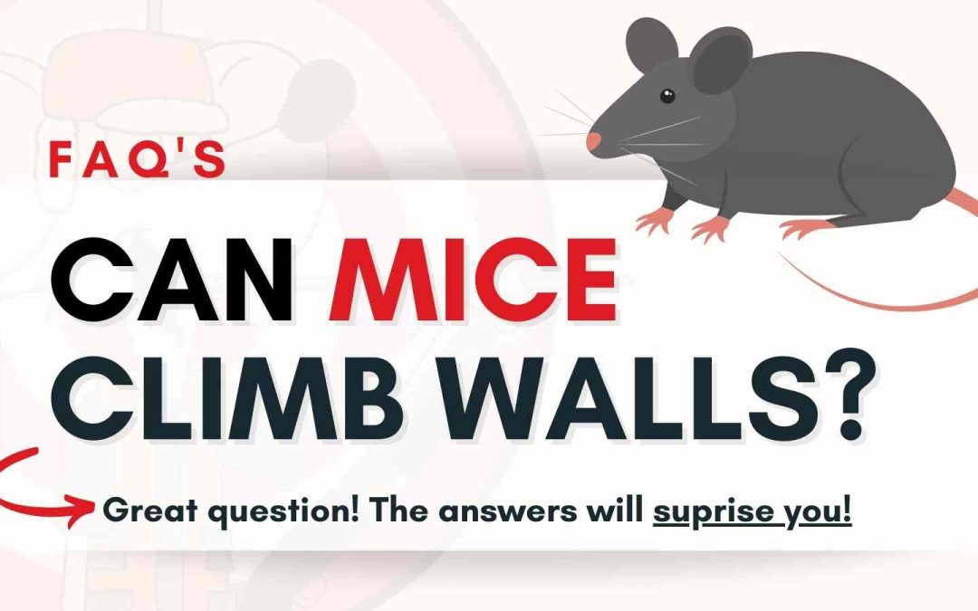 FAQ | Can Mice Climb Walls?