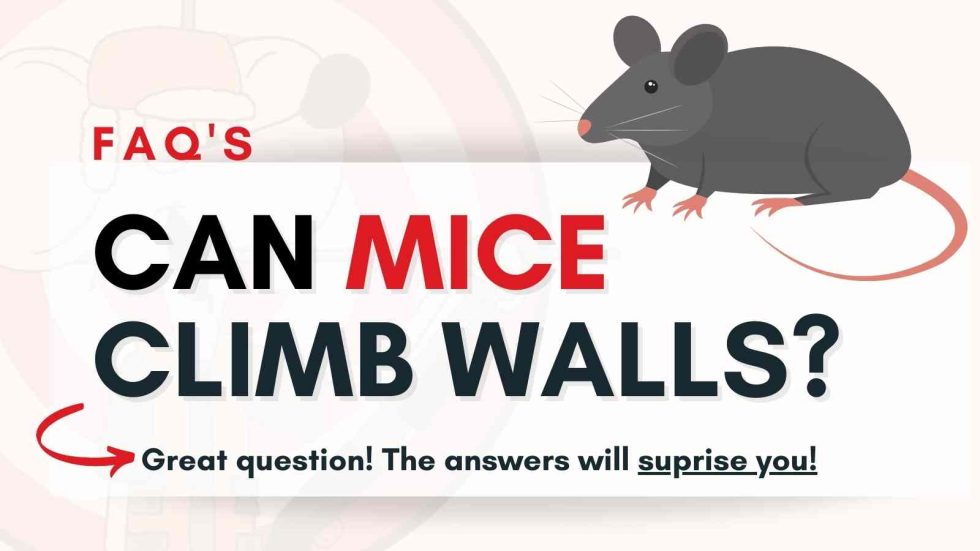 FAQ Can Mice Climb Walls? Mice Hunters