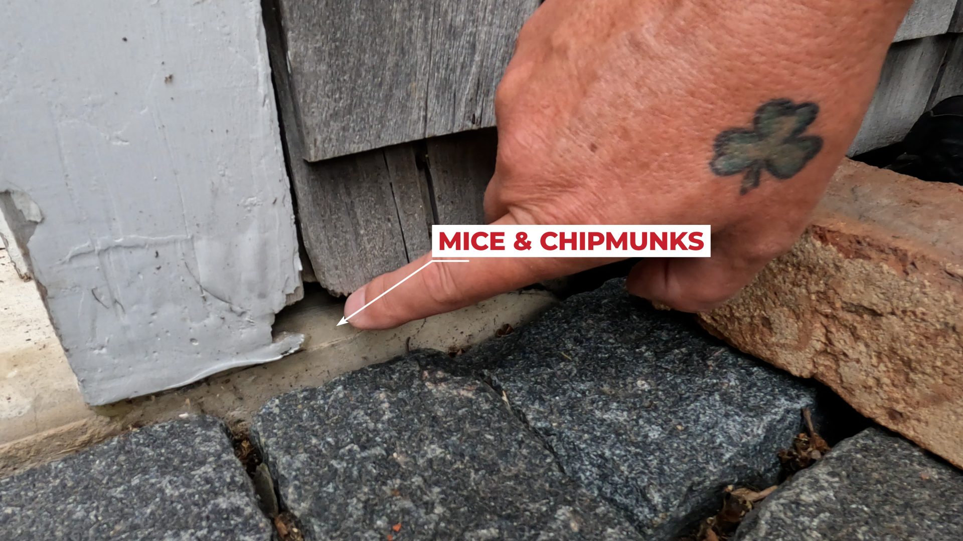 Chipmunk and Mouse Hole in Siding