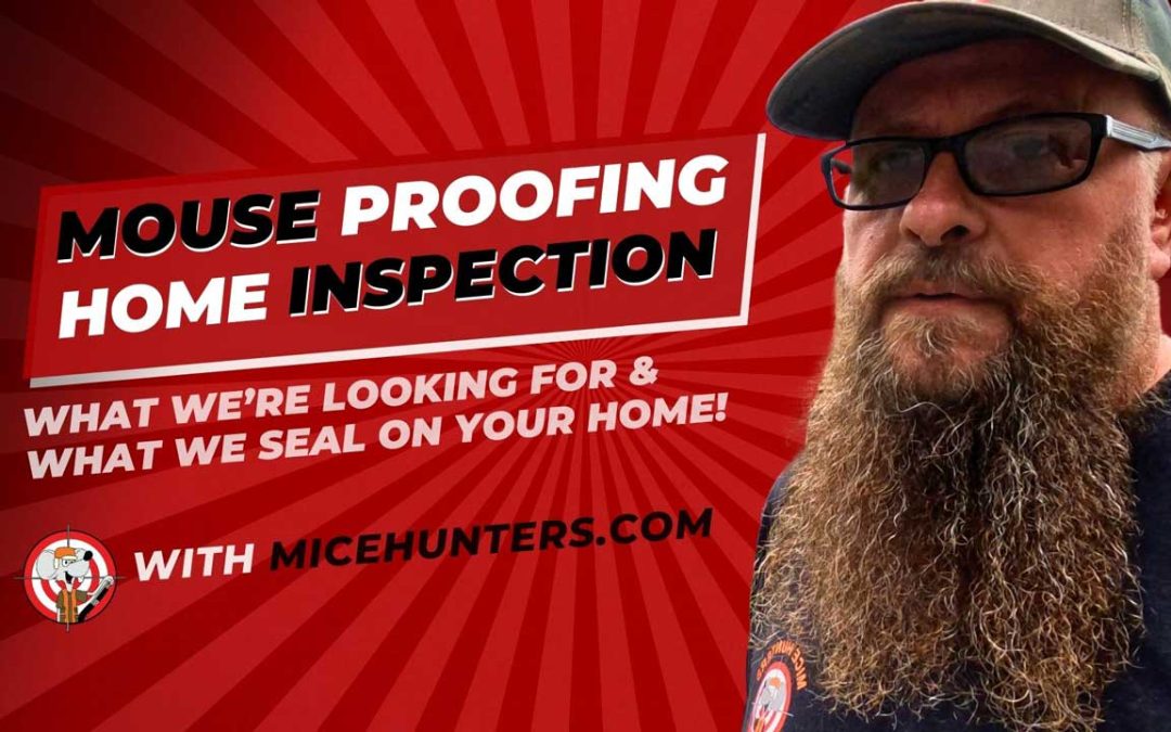 Mouse Proofing: A Detailed Inspection Guide to Securing Your Home from Mice Infestation