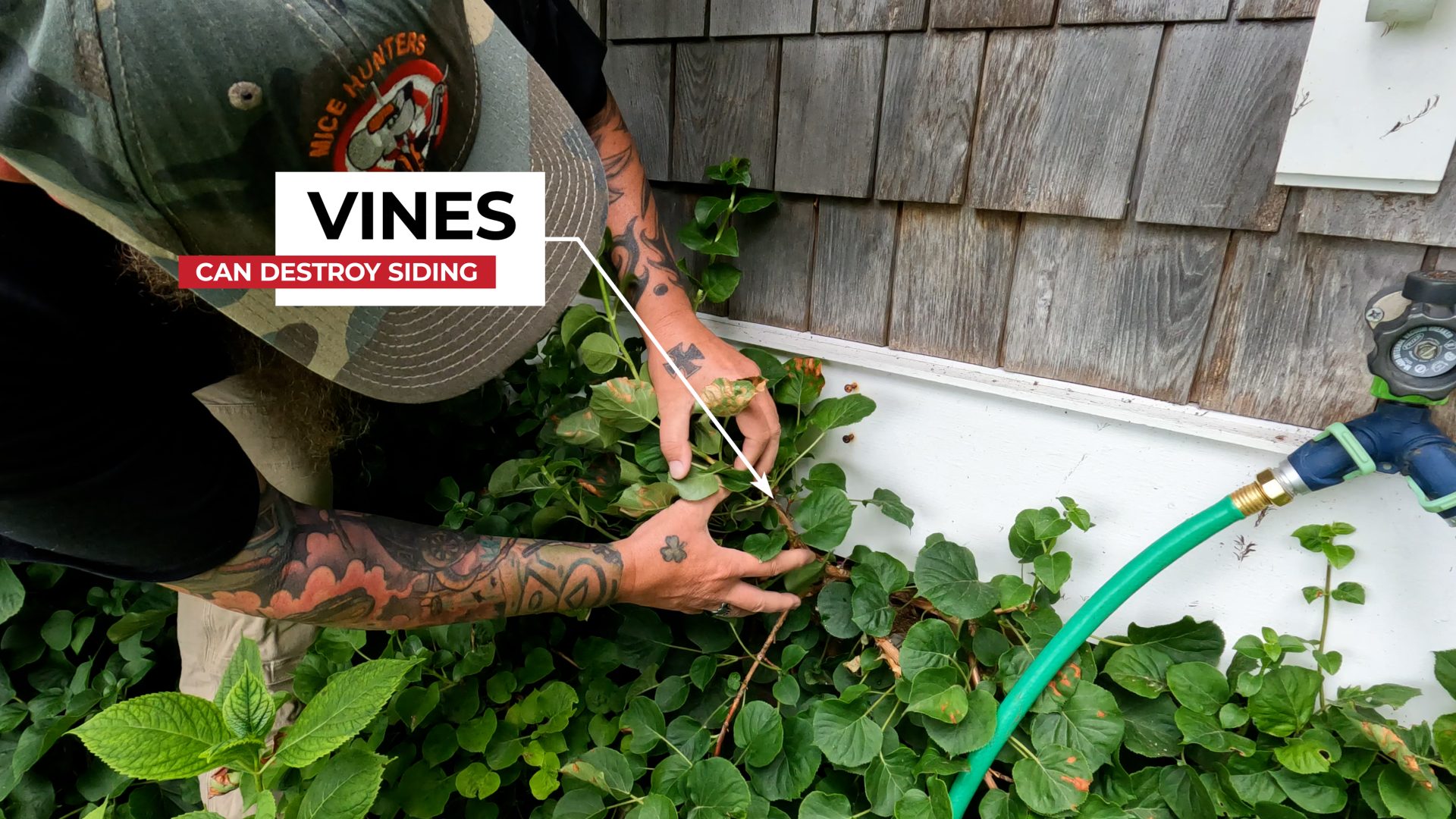 Vines Destroy Home Siding