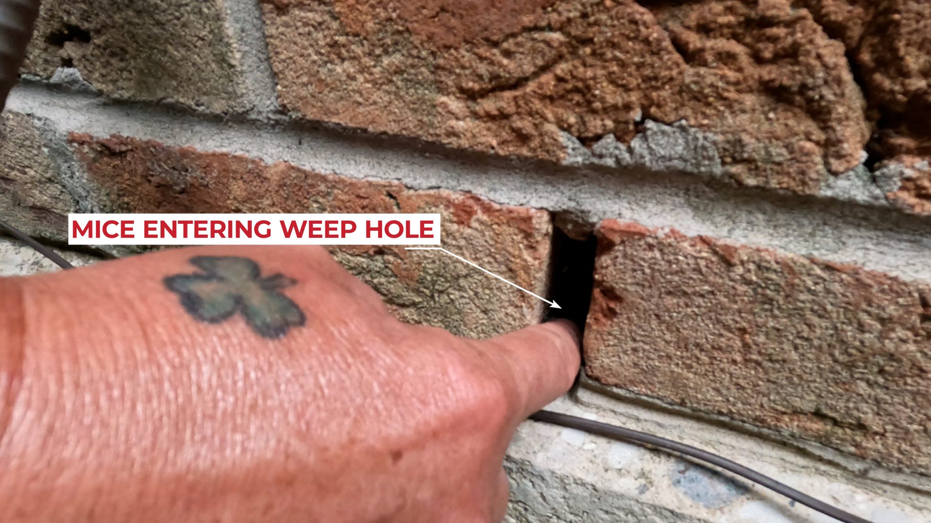 Weep Holes Allow Mice In Your Home