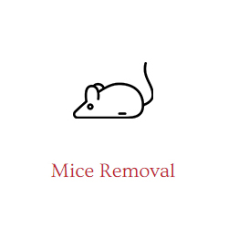 Mouse Removal Services
