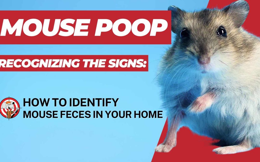 Recognizing the Signs - How to Identify Mouse Poop in Your House