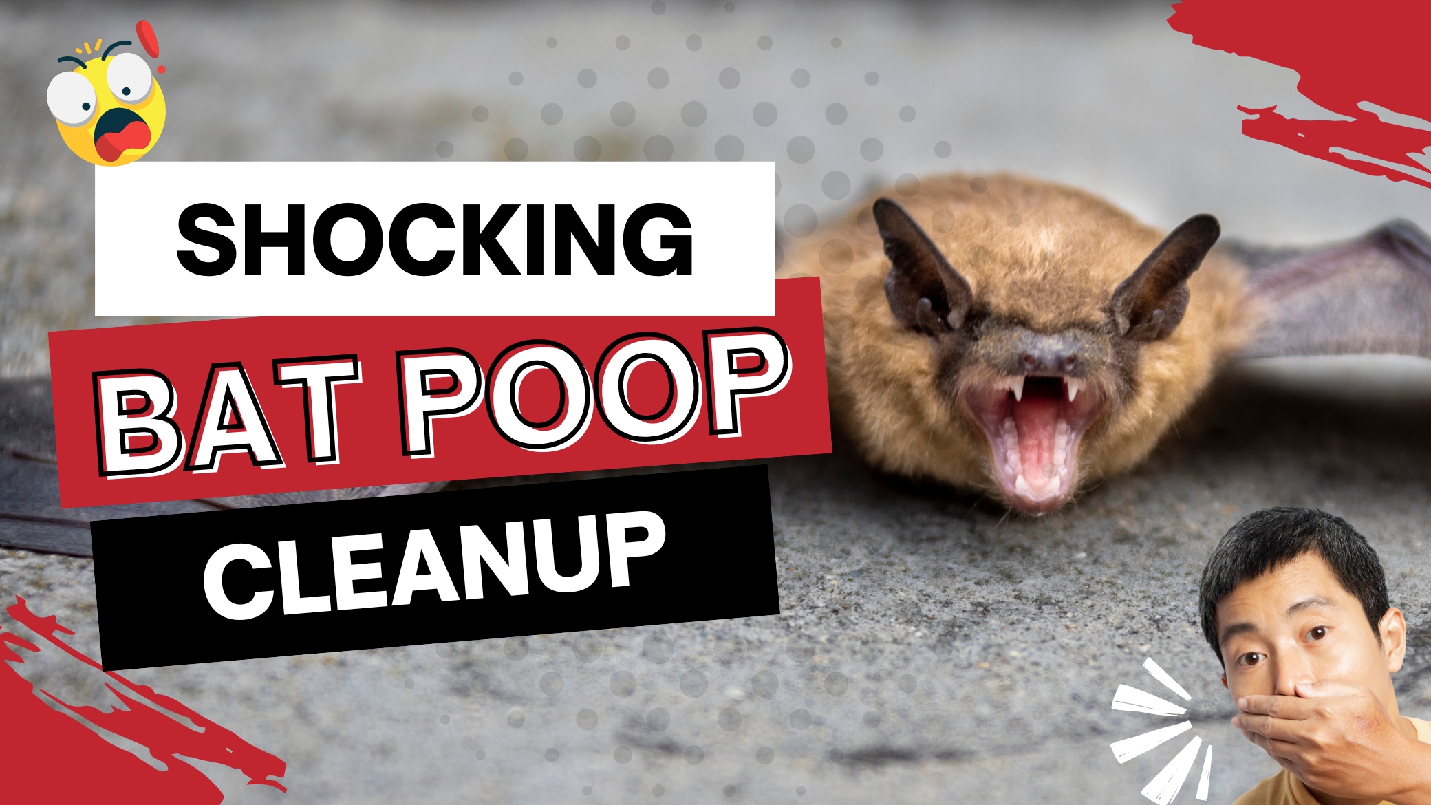 Bat Poop Cleanup Techny, IL