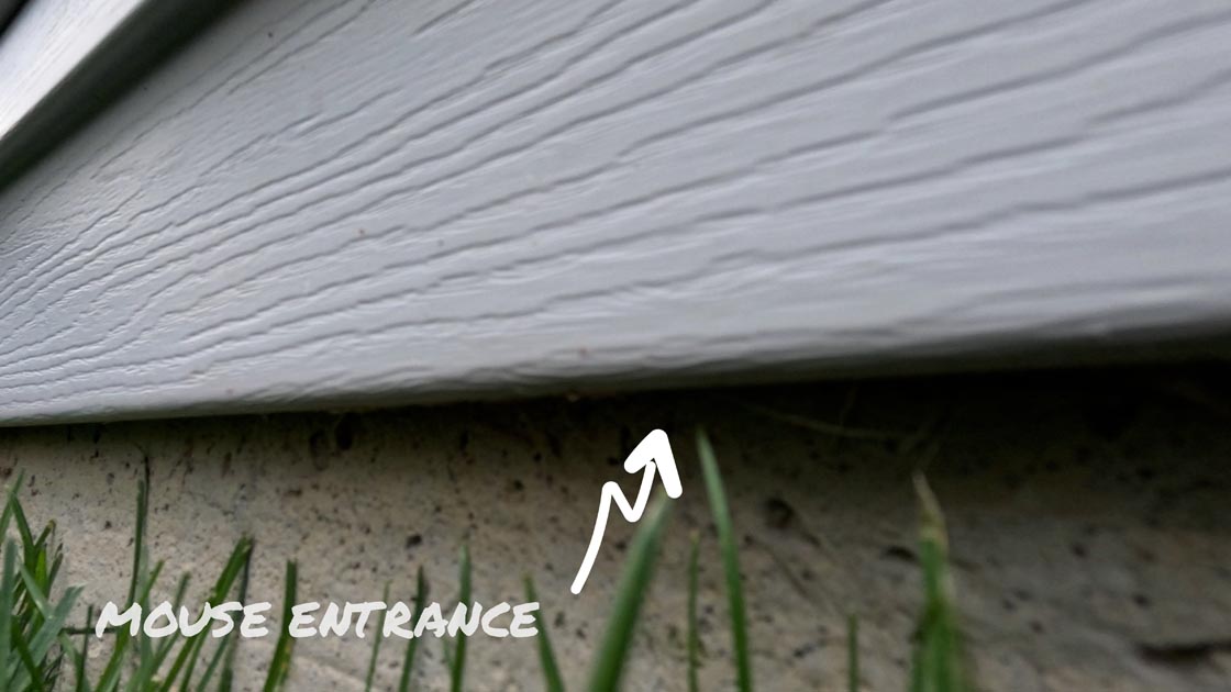 mouse entry points along house siding and foundation